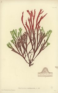British Sea-Weed by English School
